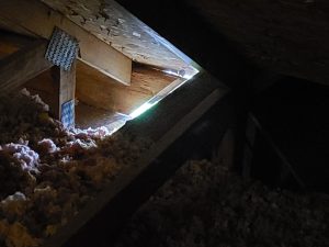 Animal Removal Decator